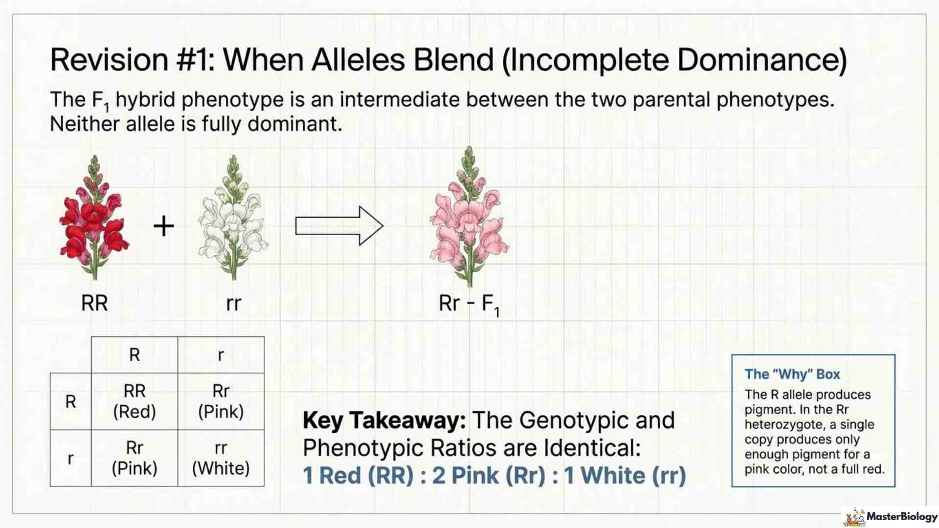 Incomplete Dominance