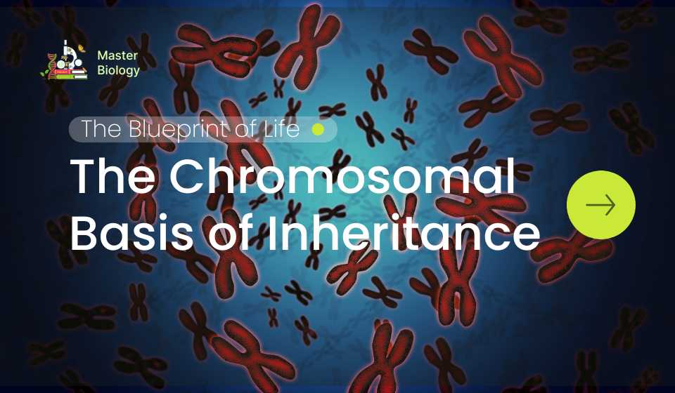 Chromosomal Basis of Inheritance