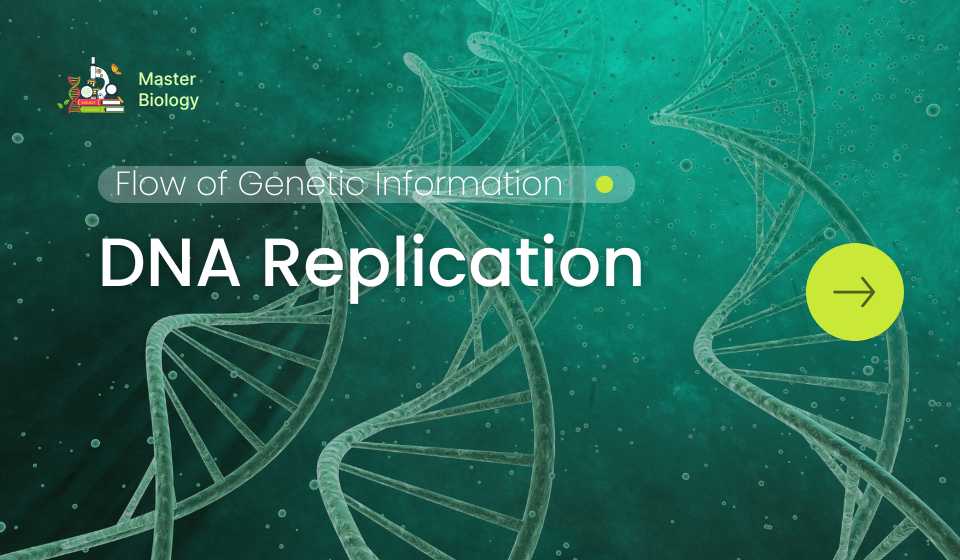 DNA Replication