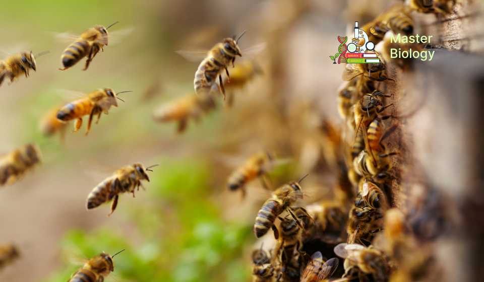 Population Attributes