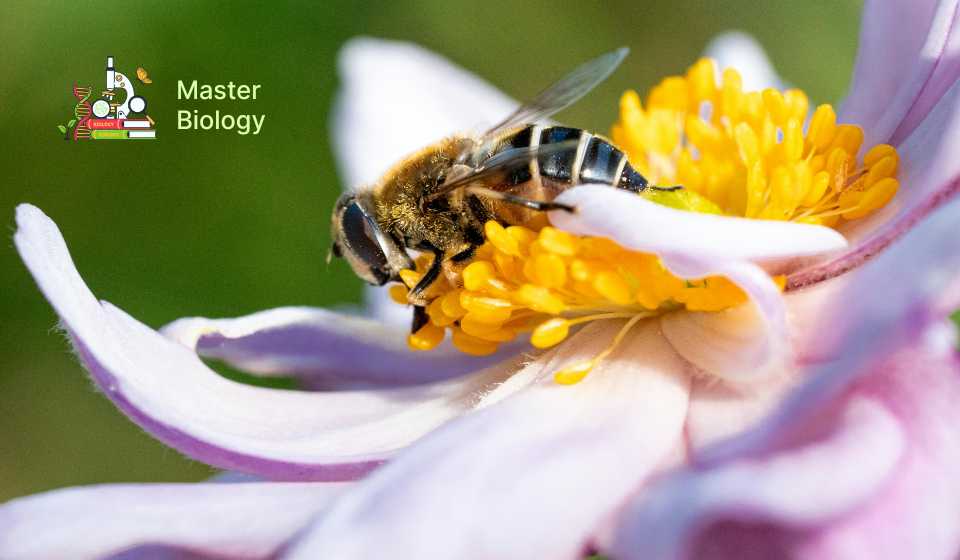 Population Interactions