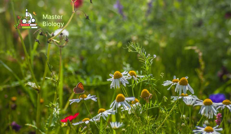 What is Biodiversity