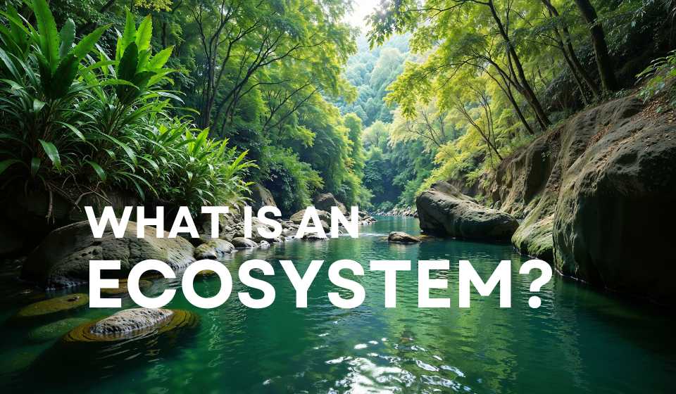 What is an Ecosystem