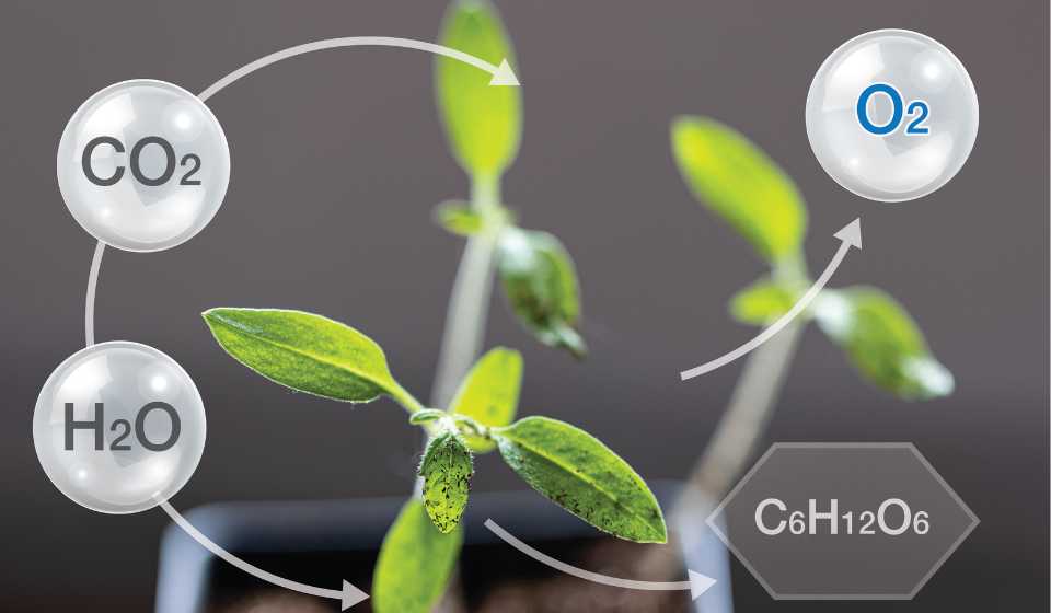 photosynthesis-process