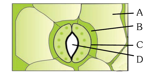 Stomatal Apparatus