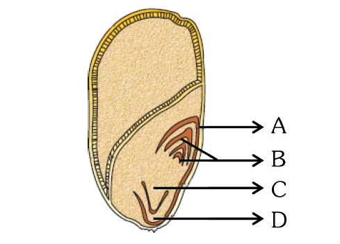 Seed Diagram