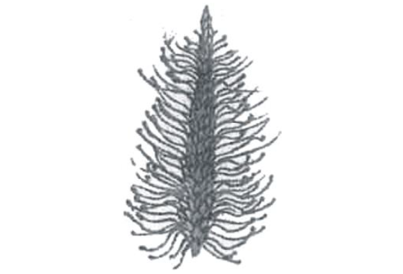 Gymnosperm