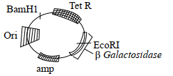 Plasmid Diagram
