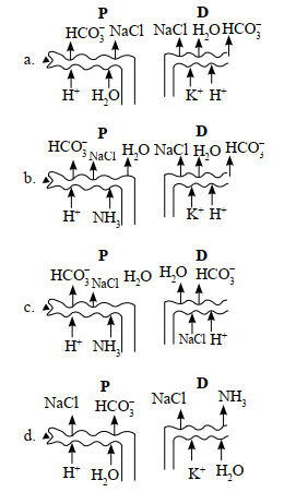 Nephron Diagram