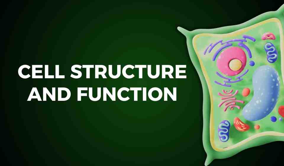 Cell Structure and Function