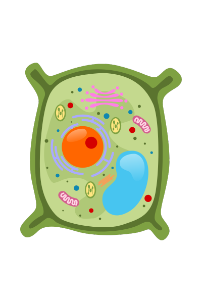 Cell Structure