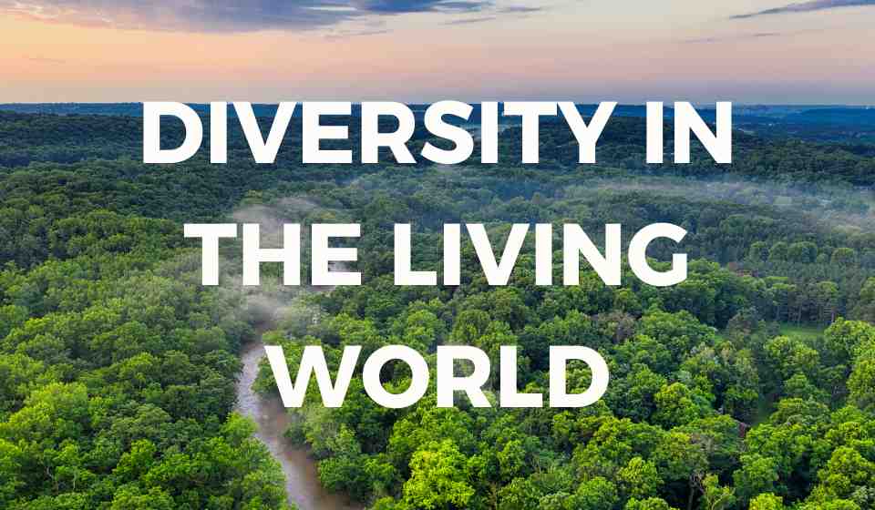 Diversity in the Living World