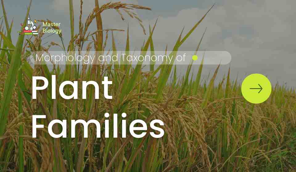 Morphology and Taxonomy of Plant Families