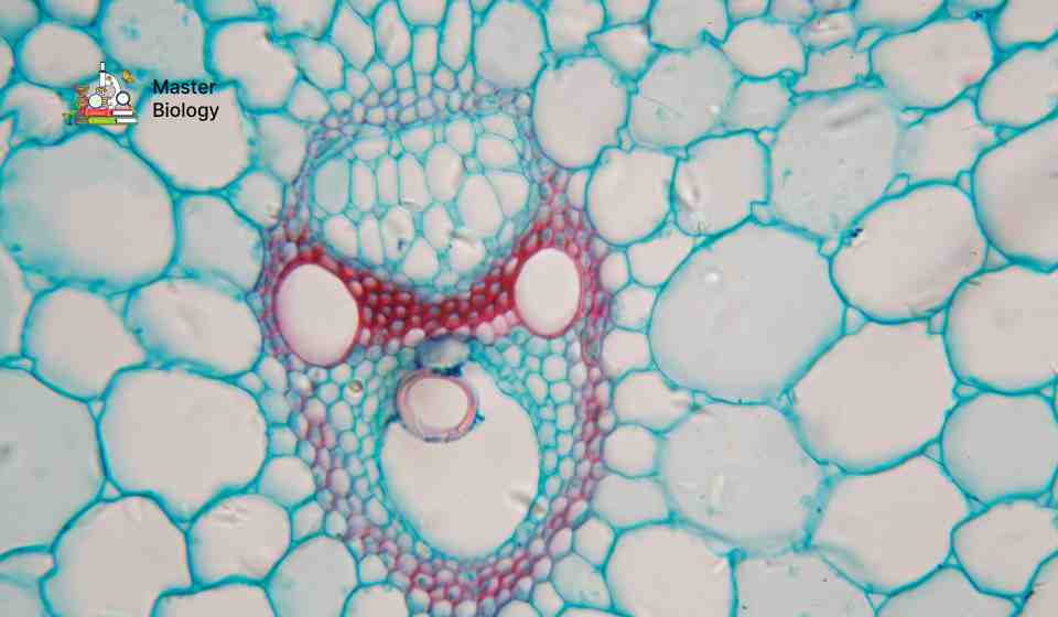 Structural Organisation in Animals and Plants