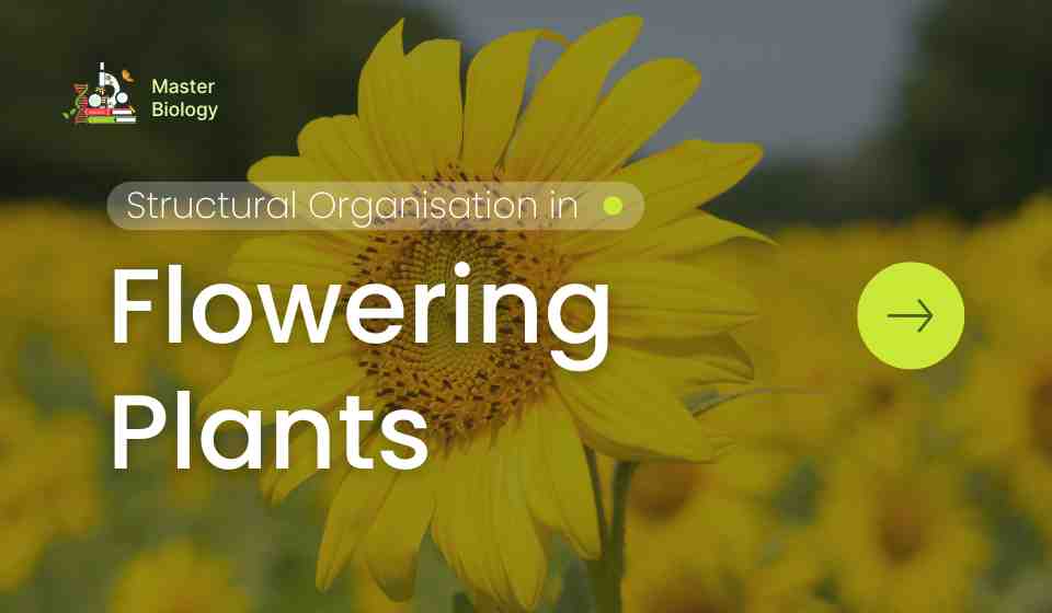 Structural Organisation in Flowering Plants