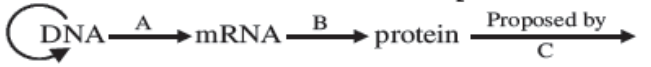 Central Dogma Scheme 2