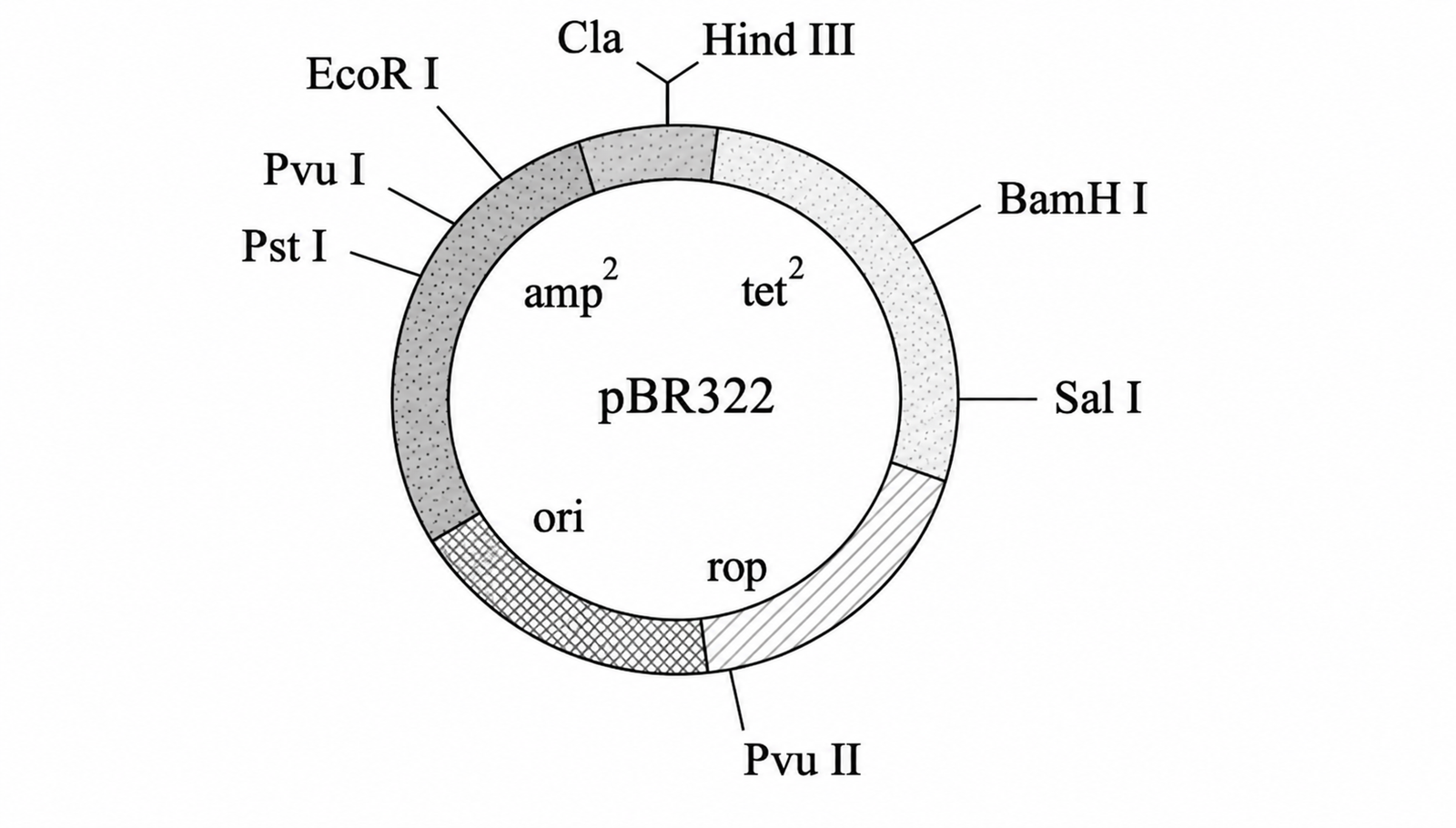 pBR322 vector map