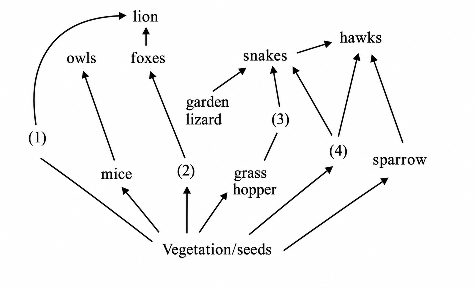 Food Web Diagram