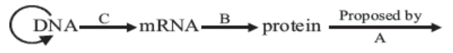 Central Dogma Scheme