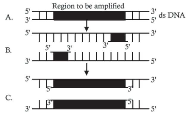 PCR steps: denaturation, annealing and extension