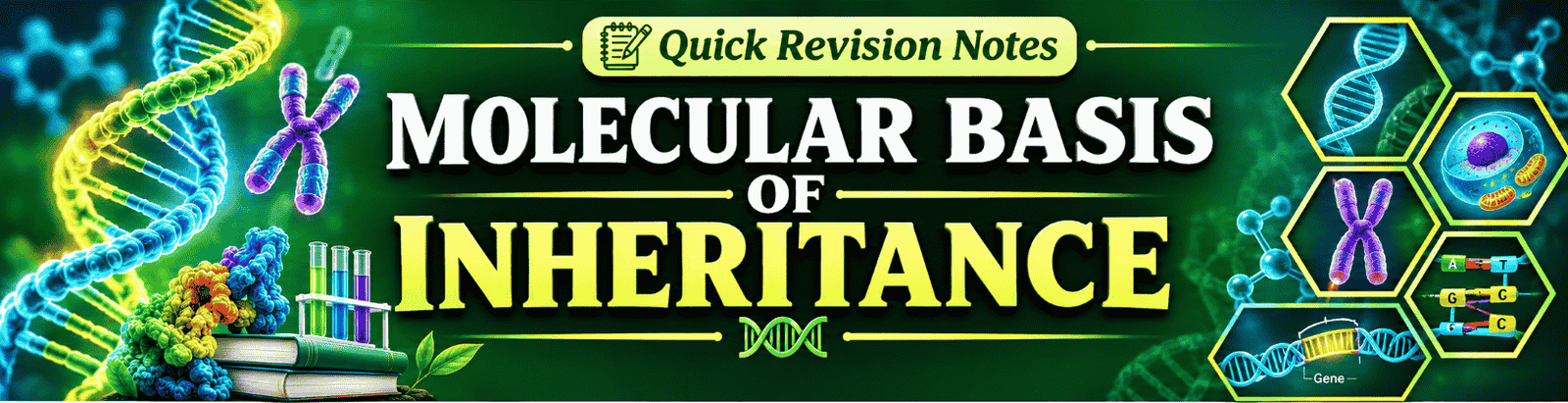 Molecular Basis of Inheritance quick revision notes